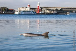 dolphin Port River